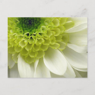 Cartão Postal Deleite do limão