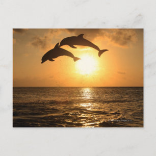 Cartão Postal Delfin, Delfim, Tuemmler mais bruto, Tursiops