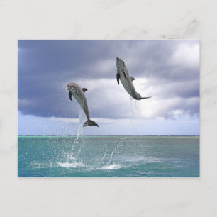 Cartão Postal Delfin,Delphin,Grosser Tuemler,Tursiops 2