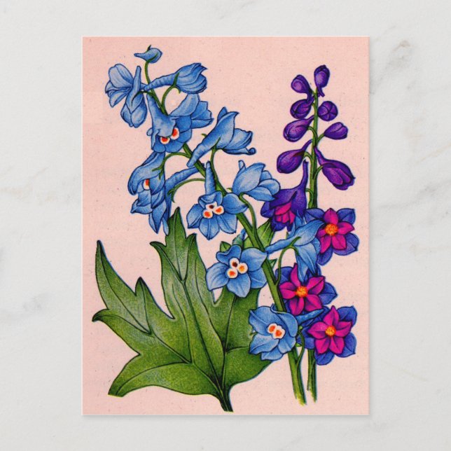 Cartão Postal delfinírios em azul e roxo (Frente)