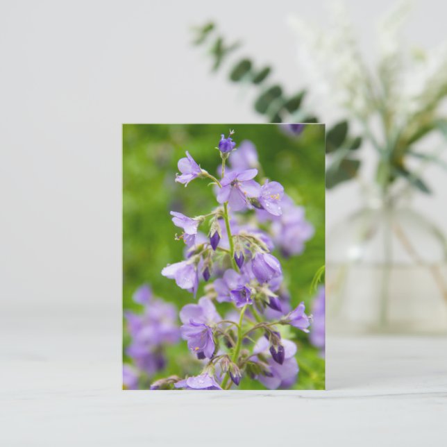 Cartão Postal Delicar flores azuis num campo verde num primavera (Em pé/Frente)