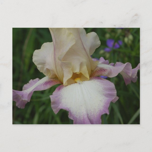 Cartão Postal Delicate Iris (Frente)