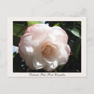 Cartão Postal Delicate Pink Camellia