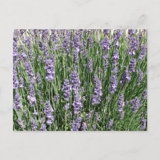 Cartão Postal Delícia de Lavanda Roxa