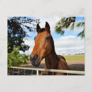 Cartão Postal Delícias_de_Cavalo,_Cartão_Postal