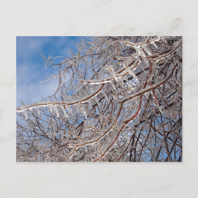 Cartão Postal Delmar Loop em dezembro (Frente)