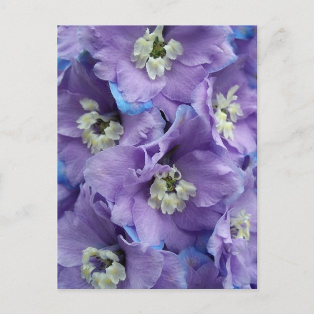 Cartão Postal Delphinium Morning Light (Frente)