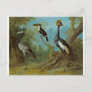 Cartão Postal Demoiselle Crane, Toucan e Crane Tufada