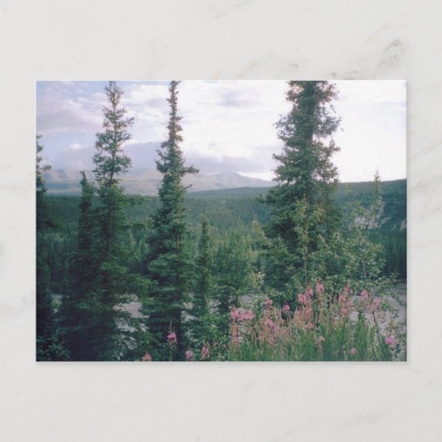 Cartão Postal Denali, Alasca (Frente)