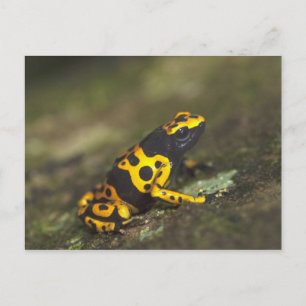 Cartão Postal Dendrobates, Sapo de Dart Venenoso de Banda Amarel