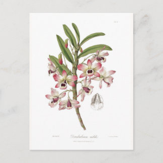 Cartão Postal Dendrobium nobile