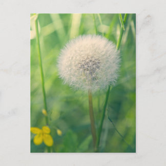 Cartão Postal Dente-de-leão na vegetação com luz suave de verão