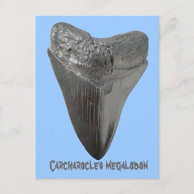 Cartão Postal Dente de megalodon carcharocles (Frente)