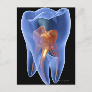 Cartão Postal Dente, secção transversal transparente de um mol