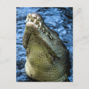 Cartão Postal Dentes De Crocodilo Água