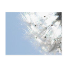 Dentes-de-leão Flor de borboleta Fotografia Azul-c