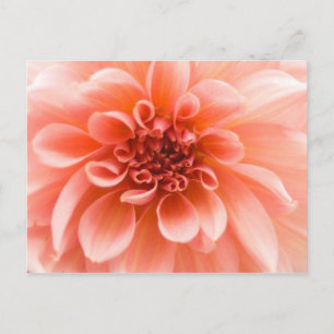 Cartão Postal Dentro a Dahlia Flower