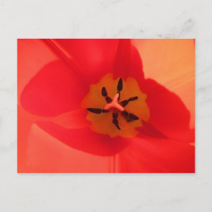 Cartão Postal Dentro a Tulip