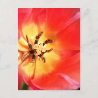 Cartão Postal Dentro a Tulip