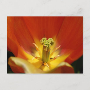 Cartão Postal Dentro a Tulip