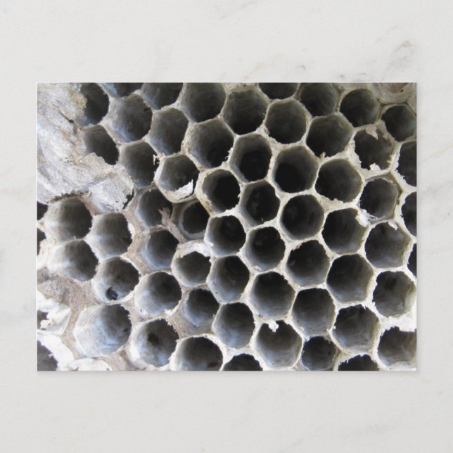 Cartão Postal Dentro da Colmeia (Frente)