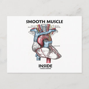 Cartão Postal Dentro de Músculo Suave (Anatomia Cinza)