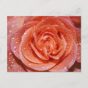 Cartão Postal Dentro de um rosa
