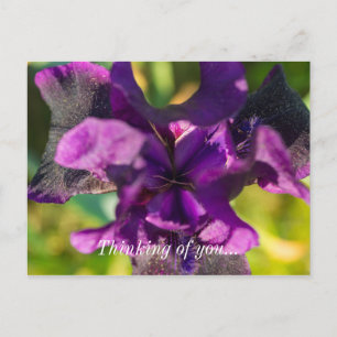 Cartão Postal Dentro De Uma Iris Pensando Em Você Postcard