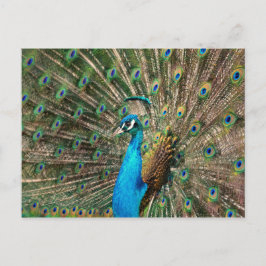 Cartão Postal Der blaue Pfau