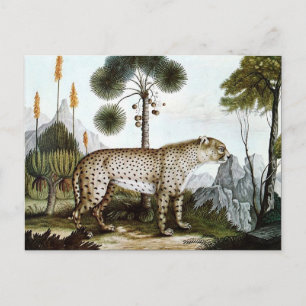 Cartão Postal Der Gepard ou The Cheetah (1886)