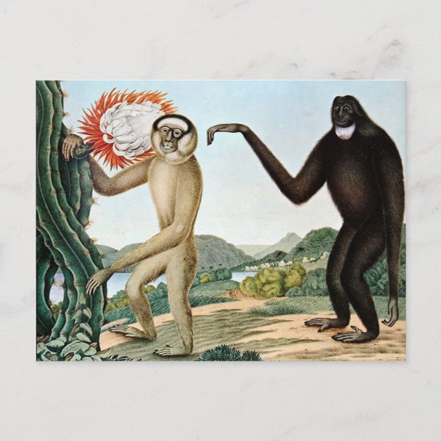 Cartão Postal Der Hulock ou The Hoolock Gibbon (1835) (Frente)