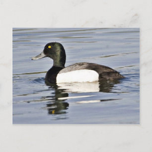 Cartão Postal Derrame de Scaup Maior