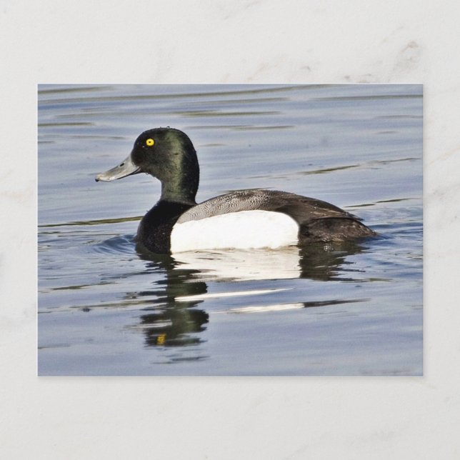 Cartão Postal Derrame de Scaup Maior (Frente)