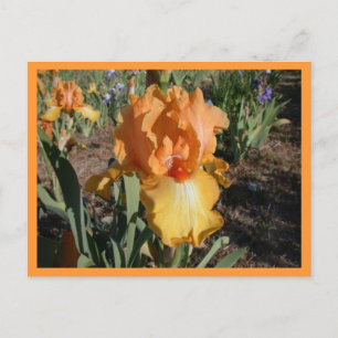 Cartão Postal Desafio da olimpiadas