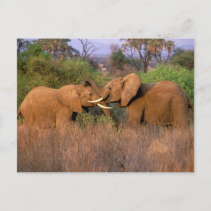 Cartão Postal Desafio de elefante, África, Quênia, Samburu