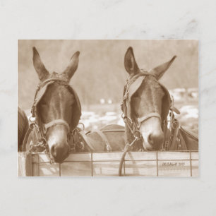 Cartão Postal Descansando Fácil