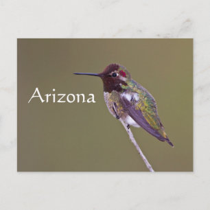 Cartão Postal Descanso de beija-flor, Arizona