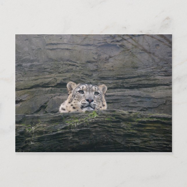 Cartão Postal Descanso de Leopardo de Neve (Frente)