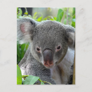 Cartão Postal Descanso, Feliz Koala