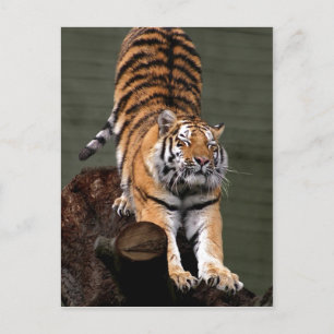 Cartão Postal Descrição Panthera tigris altaica, Aalborg Zoo,