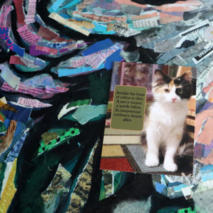 Cartão Postal Desculpe Calico Kitten