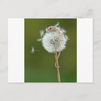 Cartão Postal Desejo do mouse