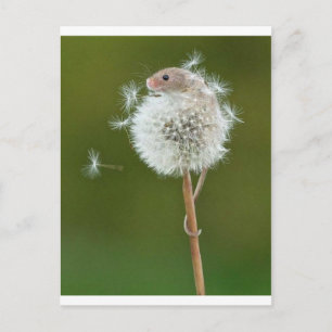 Cartão Postal Desejo do mouse