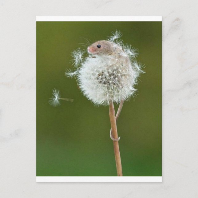 Cartão Postal Desejo do mouse (Frente)