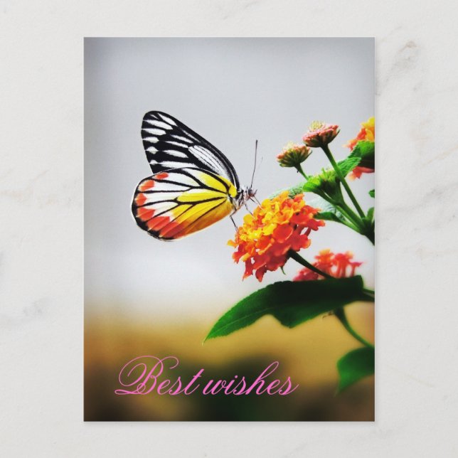 Cartão Postal Desejos (Frente)