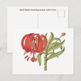 Cartão Postal Desenhado à mão em flor escarlate Turk's