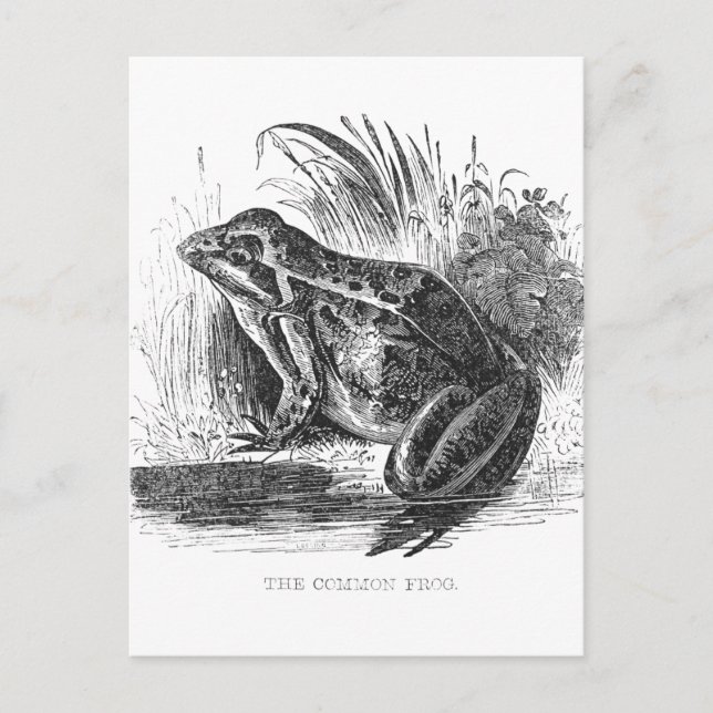 Cartão Postal Desenho a caneta e tinta de rã vintage (Frente)