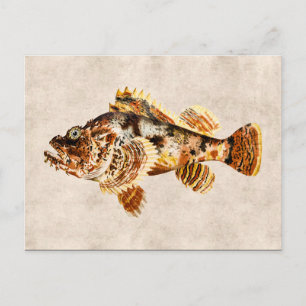 Cartão Postal Desenho Antiquado Havaiano de Escorpião Vintage