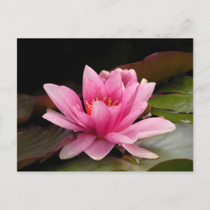 Cartão Postal Desenho Botânico Floral de Nenúfar Tropical