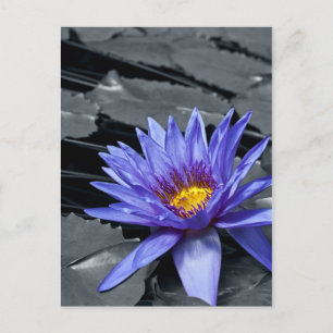 Cartão Postal Desenho Botânico Floral de Nenúfar Tropical